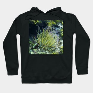 Pink Tipped Giant Sea Anemone Hoodie